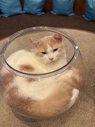 猫カフェモカ 名古屋栄店に投稿された画像(2026/1/26)