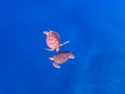 calm石垣島に投稿された画像(2026/1/26)