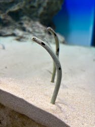 アクアワールド茨城県大洗水族館に投稿された画像(2026/1/31)