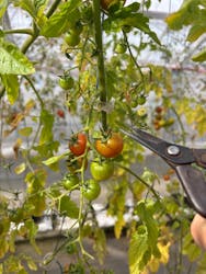 くらもとファームに投稿された画像(2026/1/31)