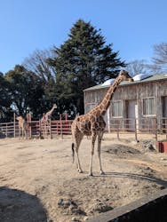 東武動物公園に投稿された画像(2026/1/31)