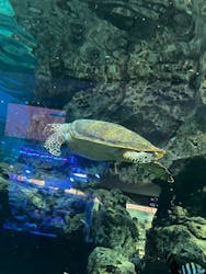 名古屋港水族館に投稿された画像(2026/2/1)