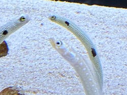 すみだ水族館に投稿された画像(2026/2/1)