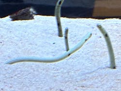 すみだ水族館に投稿された画像(2026/2/1)