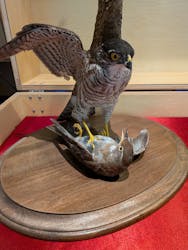 沖縄県立博物館・美術館〔おきみゅー〕に投稿された画像(2026/2/1)