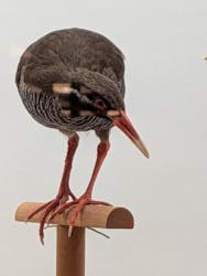 沖縄県立博物館・美術館〔おきみゅー〕に投稿された画像(2026/2/1)