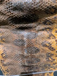 沖縄県立博物館・美術館〔おきみゅー〕に投稿された画像(2026/2/1)