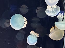 名古屋港水族館に投稿された画像(2026/2/1)