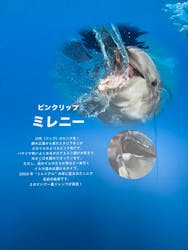 新江ノ島水族館に投稿された画像(2026/2/2)