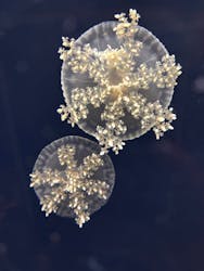 新江ノ島水族館に投稿された画像(2026/2/2)