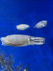 新江ノ島水族館に投稿された画像(2026/2/2)