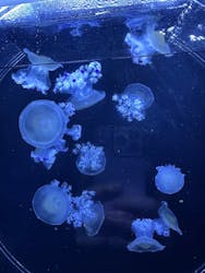 マクセル アクアパーク品川に投稿された画像(2026/2/3)