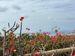 石垣やいま村に投稿された画像(2026/2/4)