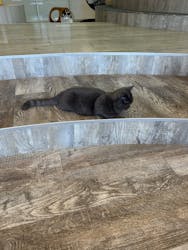 猫カフェモカ 京都河原町店に投稿された画像(2026/2/4)