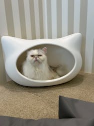 猫カフェモカ 京都河原町店に投稿された画像(2026/2/4)