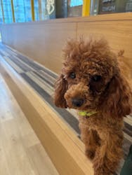 いぬカフェRio 秋葉原店に投稿された画像(2026/2/6)