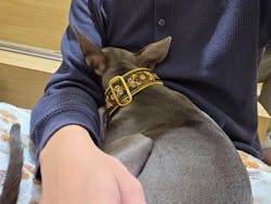 いぬカフェRio 秋葉原店に投稿された画像(2026/2/6)