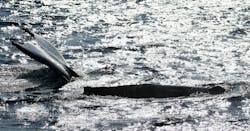 マリンクラブ ベリー 那覇店に投稿された画像(2026/2/6)