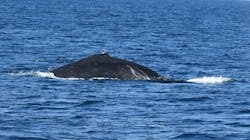 マリンクラブ ベリー 那覇店に投稿された画像(2026/2/6)