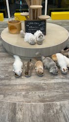 猫カフェモカ 京都河原町店に投稿された画像(2026/2/8)