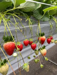 Strawberry Farm シャインベリーに投稿された画像(2026/2/11)