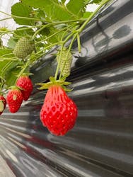 熱田農園Strawberry54に投稿された画像(2026/2/11)