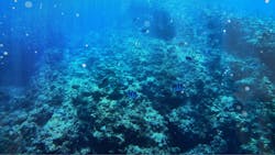 セブンオーシャンズクラブに投稿された画像(2026/2/13)