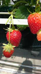 @FARMに投稿された画像(2026/2/14)