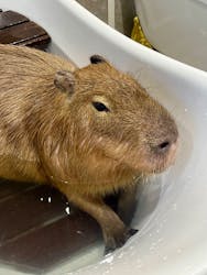 アニタッチ 東京ドームシティに投稿された画像(2026/2/15)