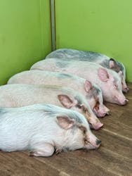 アニタッチ 東京ドームシティに投稿された画像(2026/2/15)