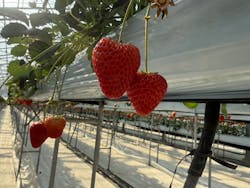 株式会社こまち野に投稿された画像(2026/2/15)