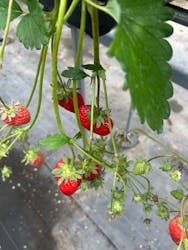 志摩イチゴハウスに投稿された画像(2026/2/15)