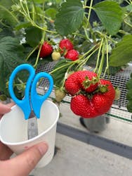 志摩イチゴハウスに投稿された画像(2026/2/15)