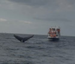 JAM(ジャム)マリンクラブに投稿された画像(2026/2/15)