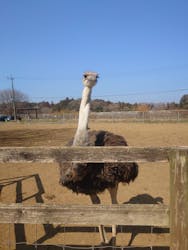 ダチョウ王国石岡ファームに投稿された画像(2026/2/15)