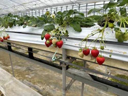 稲鍵ファームに投稿された画像(2026/2/15)