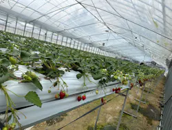 稲鍵ファームに投稿された画像(2026/2/15)