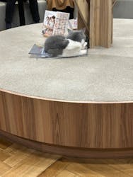 猫カフェモカ 名古屋栄店に投稿された画像(2026/2/17)