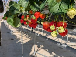 志摩イチゴハウスに投稿された画像(2026/2/18)