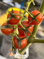 くらもとファームに投稿された画像(2026/2/18)