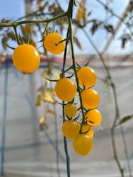 くらもとファームに投稿された画像(2026/2/18)