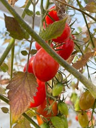 くらもとファームに投稿された画像(2026/2/18)