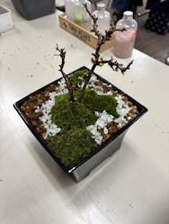 鉢マニアに投稿された画像(2026/2/21)