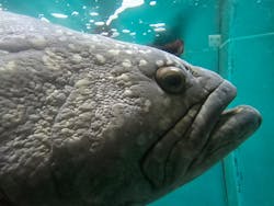 串本海中公園水族館に投稿された画像(2026/2/22)