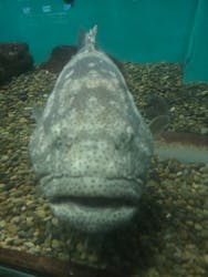 串本海中公園水族館に投稿された画像(2026/2/22)