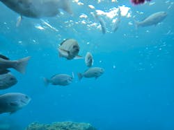 串本海中公園水族館に投稿された画像(2026/2/22)