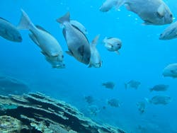 串本海中公園水族館に投稿された画像(2026/2/22)