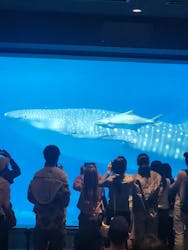 沖縄美ら海水族館に投稿された画像(2026/2/23)