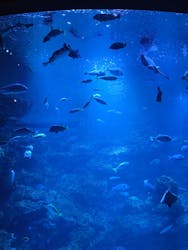 京都水族館に投稿された画像(2026/2/23)