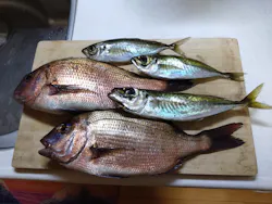 海上釣り 堀太公望に投稿された画像(2026/2/23)